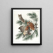 Owl-banded painting - John James Audubon — framed artwork on a wall