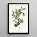 Nashville Warbler Painting - John James Audubon — framed artwork on a wall