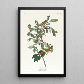 Nashville Warbler Painting - John James Audubon — framed artwork on a wall