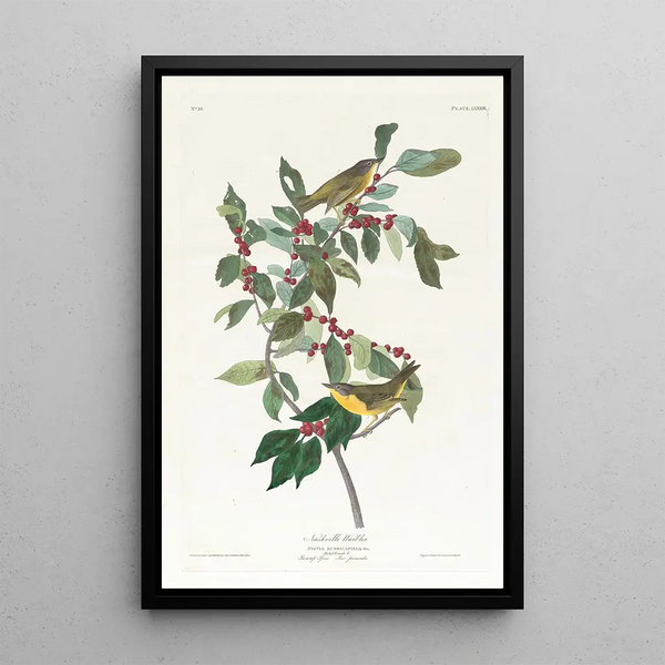 Nashville Warbler Painting - John James Audubon — framed artwork on a wall