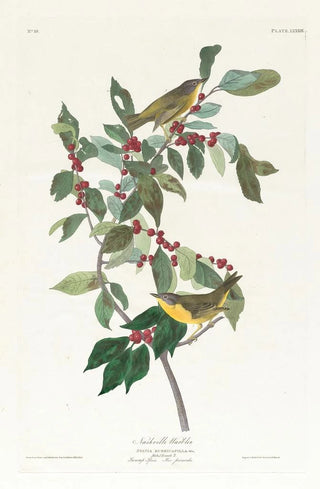 Nashville Warbler Painting - John James Audubon — artwork view
