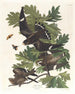 Night Falcon - John James Audubon — artwork view