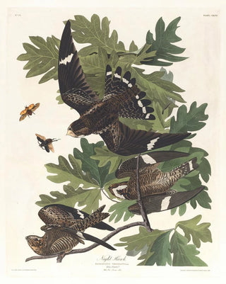 John James Audubon - Night hawk.webp