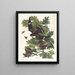 Night Falcon - John James Audubon — framed artwork on a wall