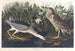 Bihoreau ou oiseau-qua - John James Audubon — artwork view
