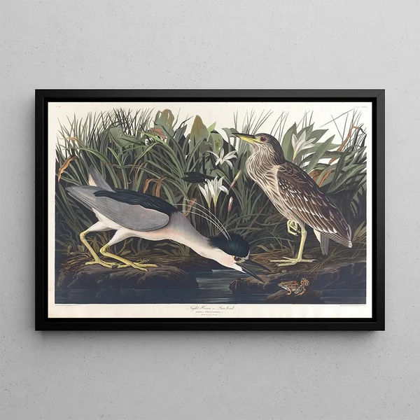 Bihoreau ou oiseau-qua - John James Audubon — framed artwork on a wall
