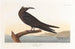 Noddi brown - John James Audubon — artwork view