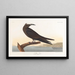 Noddi brown - John James Audubon — framed artwork on a wall