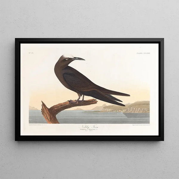 Noddi brown - John James Audubon — framed artwork on a wall