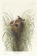 Nuttall's Marsh Wren - John James Audubon — artwork view