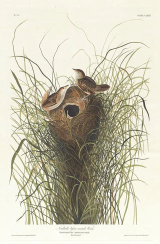 Nuttall's Marsh Wren - John James Audubon — artwork view