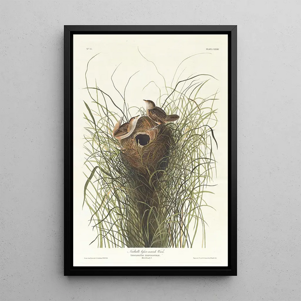 Nuttall's Marsh Wren - John James Audubon — framed artwork on a wall