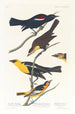 Nuttall's Starling Bullock's Oriole with Yellow Head - John James Audubon — artwork view