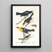 Nuttall's Starling Bullock's Oriole with Yellow Head - John James Audubon — framed artwork on a wall
