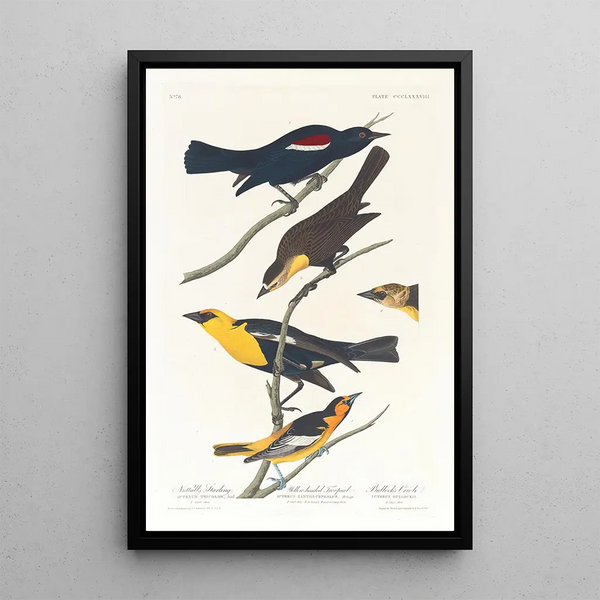 Nuttall's Starling Bullock's Oriole with Yellow Head - John James Audubon — framed artwork on a wall