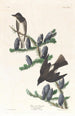 Moucherolle à côtés olive - John James Audubon — artwork view