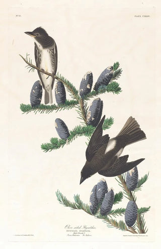 Moucherolle à côtés olive - John James Audubon — artwork view