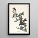 Moucherolle à côtés olive - John James Audubon — framed artwork on a wall