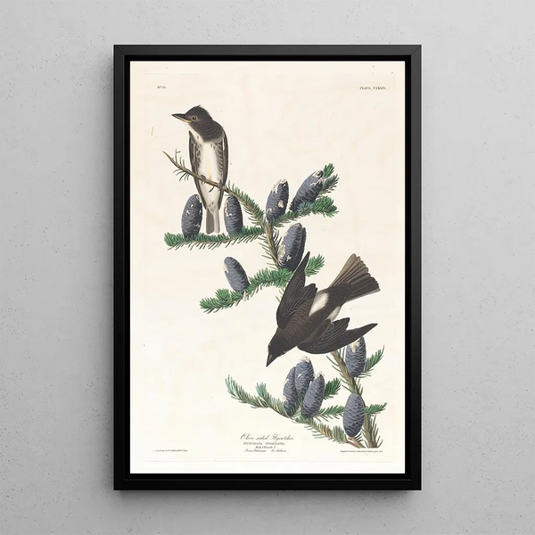 Moucherolle à côtés olive - John James Audubon — framed artwork on a wall