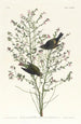 Orange-crowned Warbler - John James Audubon — artwork view