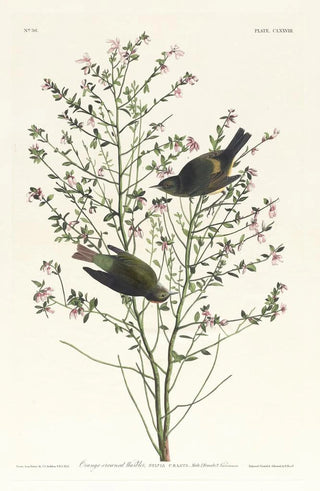 Orange-crowned Warbler - John James Audubon — artwork view
