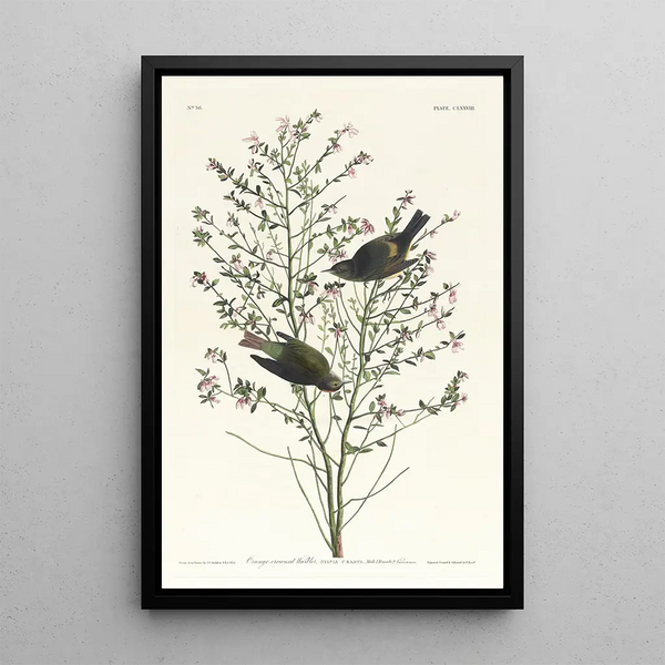 Orange-crowned Warbler - John James Audubon — framed artwork on a wall