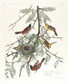 Loriot des vergers - John James Audubon — artwork view