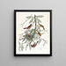Loriot des vergers - John James Audubon — framed artwork on a wall