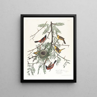 John James Audubon - Orchard oriole.webp