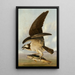 Bald Eagle and Fish - John James Audubon — framed artwork on a wall