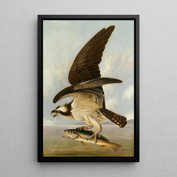 Bald Eagle and Fish - John James Audubon — framed artwork on a wall