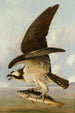 Bald Eagle and Fish - John James Audubon — artwork view