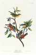 Pinson - John James Audubon — artwork view