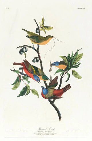 Pinson - John James Audubon — artwork view