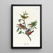 Pinson - John James Audubon — framed artwork on a wall