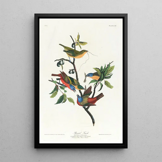 Pinson - John James Audubon — framed artwork on a wall