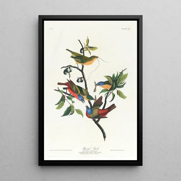 Pinson - John James Audubon — framed artwork on a wall