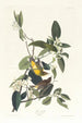 Palm Warbler - John James Audubon — artwork view