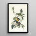 Palm Warbler - John James Audubon — framed artwork on a wall