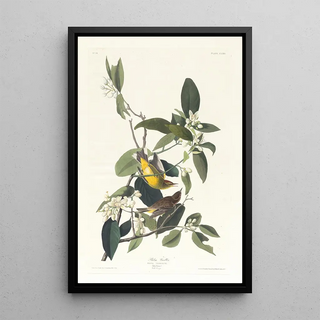 Palm Warbler - John James Audubon — framed artwork on a wall
