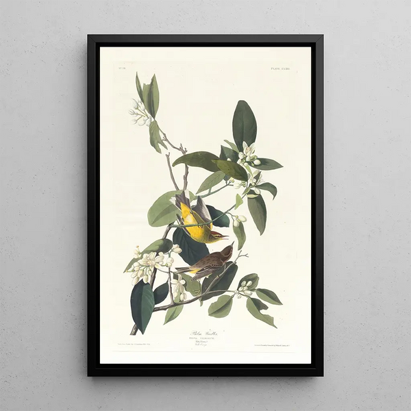 Palm Warbler - John James Audubon — framed artwork on a wall