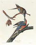 Pigeon voyageur - John James Audubon — artwork view