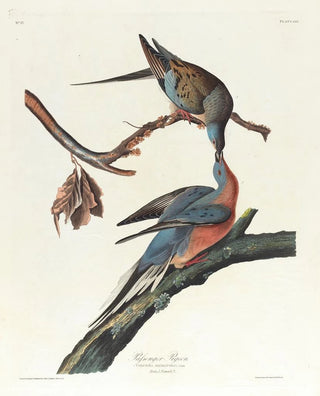 John James Audubon - Passenger pigeon.webp