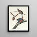 Pigeon voyageur - John James Audubon — framed artwork on a wall