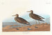 Bécasseau à poitrine cendrée - John James Audubon — artwork view