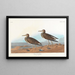 Bécasseau à poitrine cendrée - John James Audubon — framed artwork on a wall