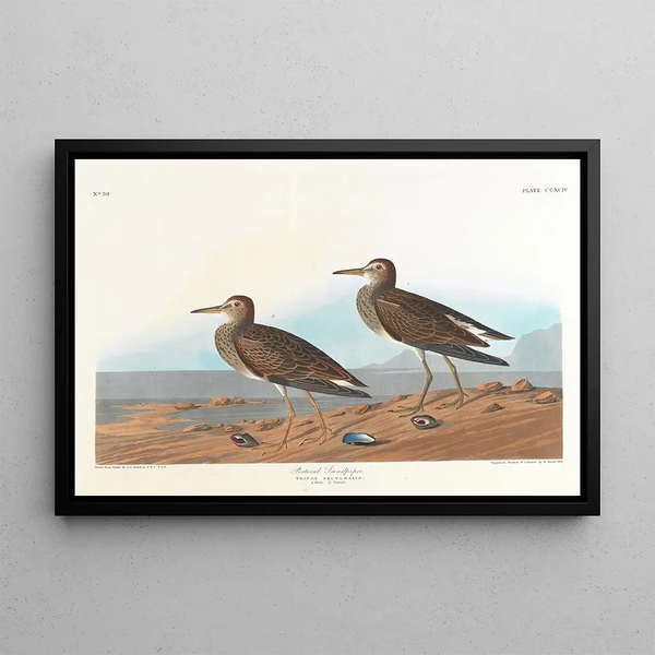 Bécasseau à poitrine cendrée - John James Audubon — framed artwork on a wall
