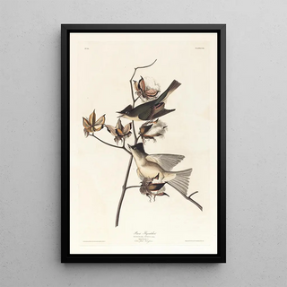 Moucherolle péwit - John James Audubon — framed artwork on a wall
