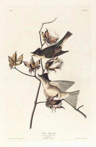 Moucherolle péwit - John James Audubon — artwork view