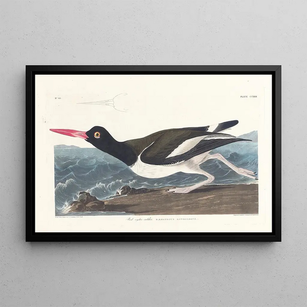 Huîtrier pie - John James Audubon — framed artwork on a wall